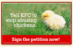 Tell KFC to stop abusing chickens. Sign the petition now!
