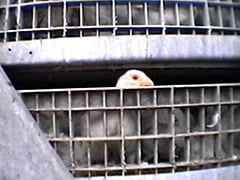 Chicken in Transport - from COK Investigation