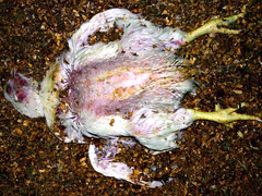 Dead Broiler Chicken
